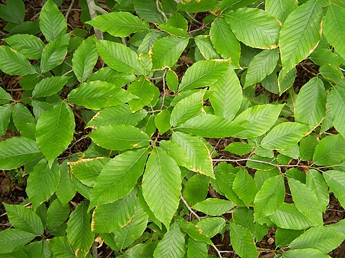 American beech: Foliage, American Beech Tree - Fagus grandifolia . Specimen tree at Morton Arboretum, Lisle, Illinois, USA.