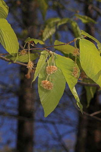 American beech (Fagus grandifolia)
