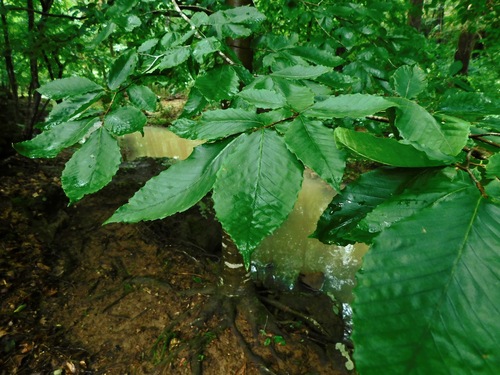 American beech (Fagus grandifolia)