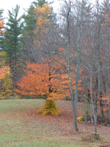 American beech (Fagus grandifolia)