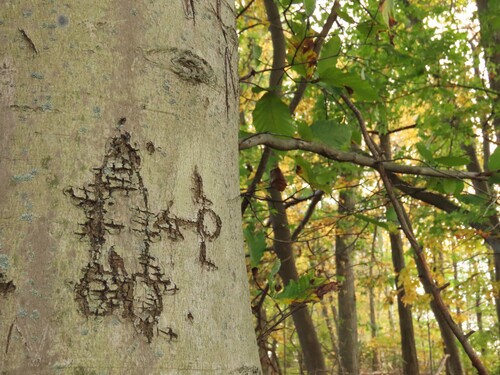 American beech (Fagus grandifolia)