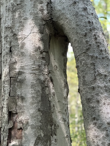 American beech (Fagus grandifolia)