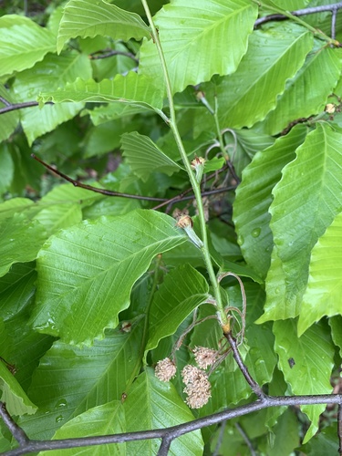 American beech (Fagus grandifolia)