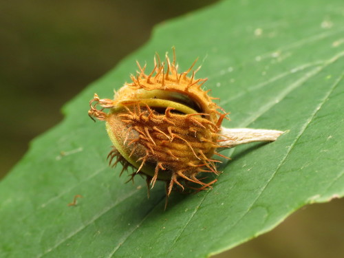 American beech (Fagus grandifolia)