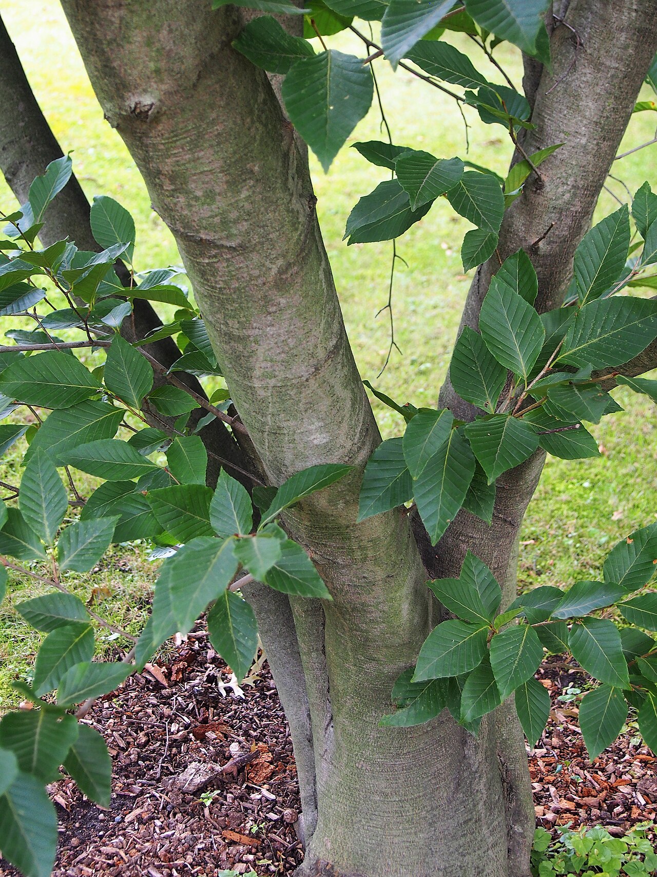 Fagus lucida: Fagus lucida , tree cultivated in Wrocław University Botanical Garden, Wrocław, Poland.
