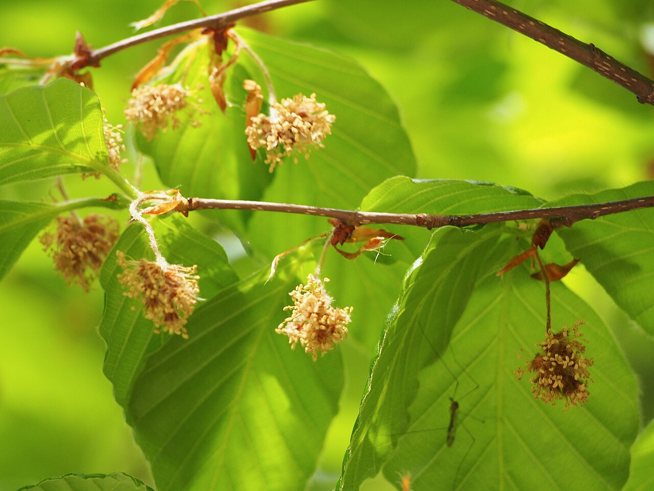 Fagus lucida: Fagus lucida cultivated in Wrocław University Botanical Garden, Wrocław, Poland.