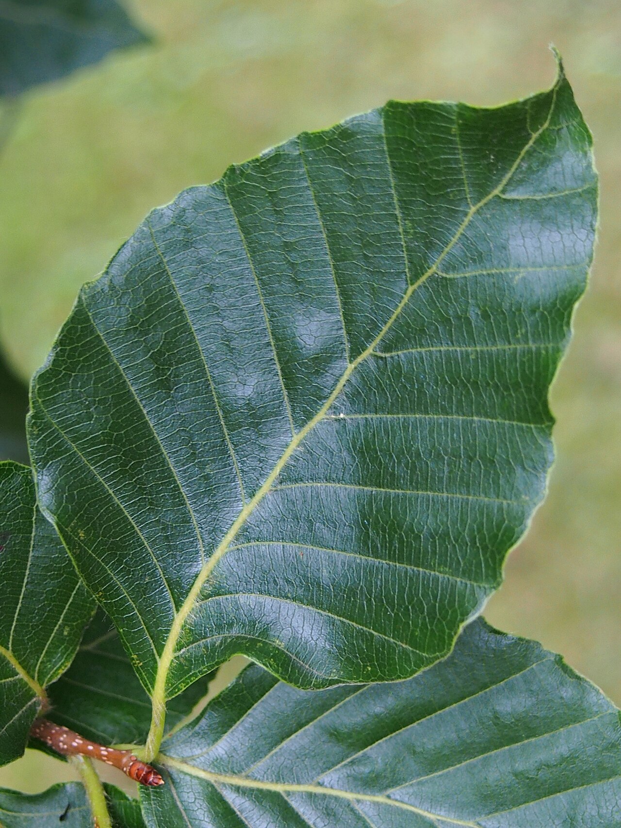 Fagus lucida: Fagus lucida leaf, tree cultivated in Wrocław University Botanical Garden, Wrocław, Poland.