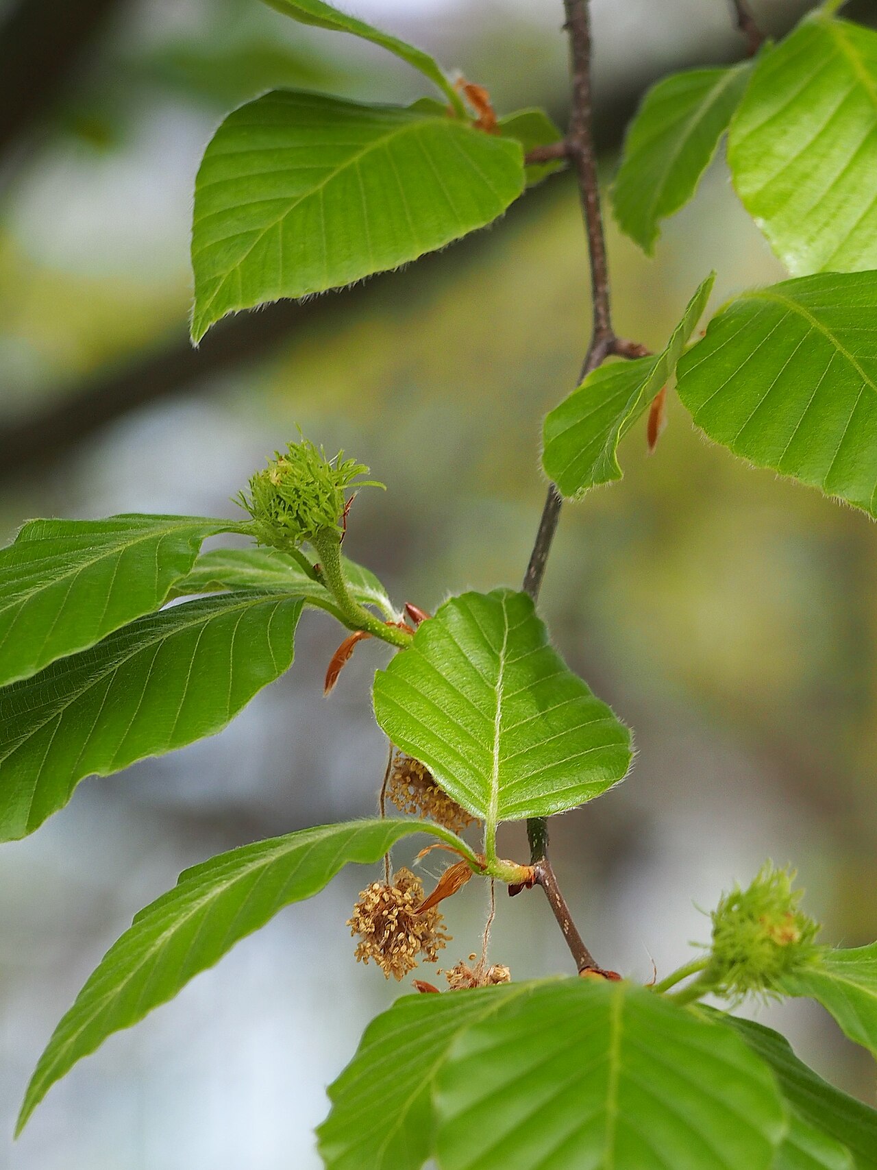 Fagus lucida: Fagus lucida cultivated in Wrocław University Botanical Garden, Wrocław, Poland.