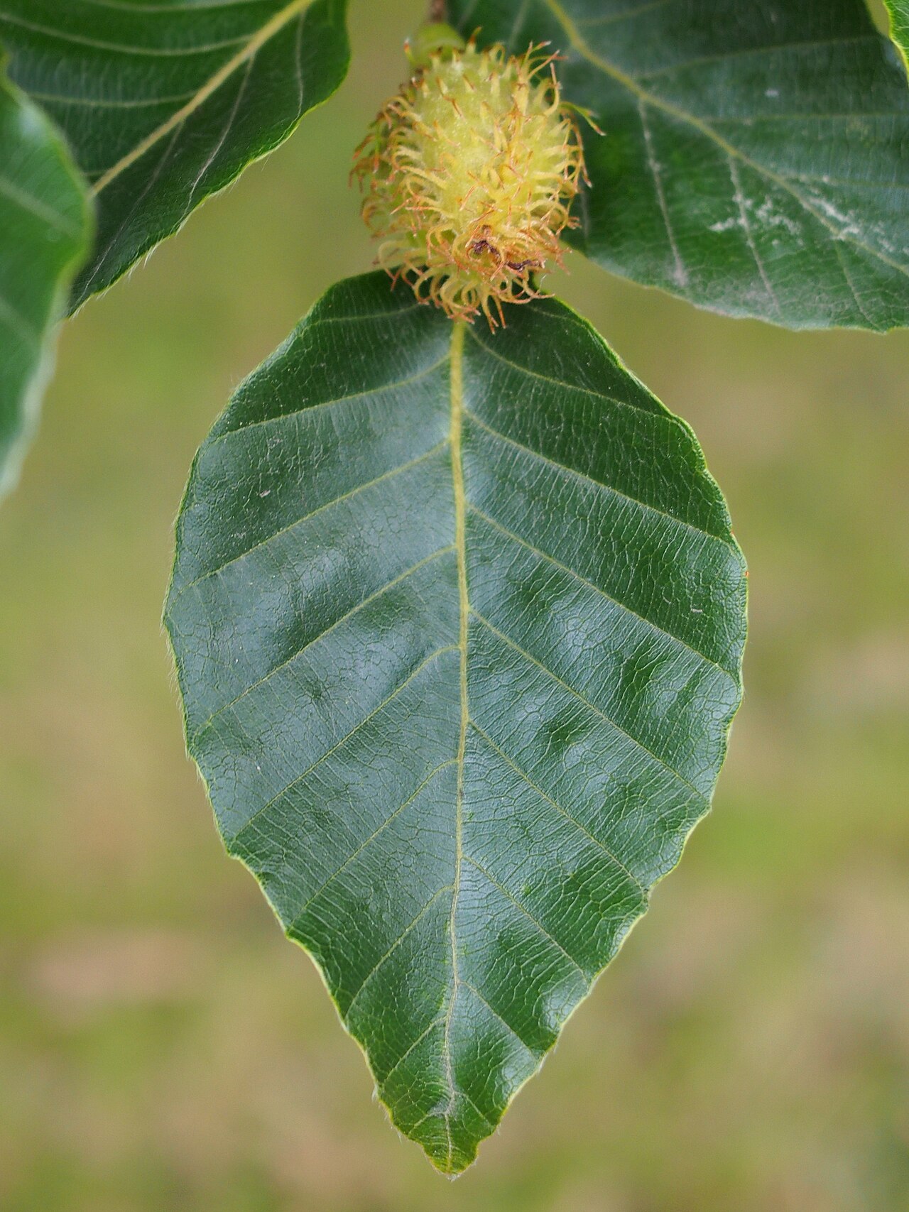 Fagus lucida: Fagus lucida leaf and fruit, tree cultivated in Wrocław University Botanical Garden, Wrocław, Poland.