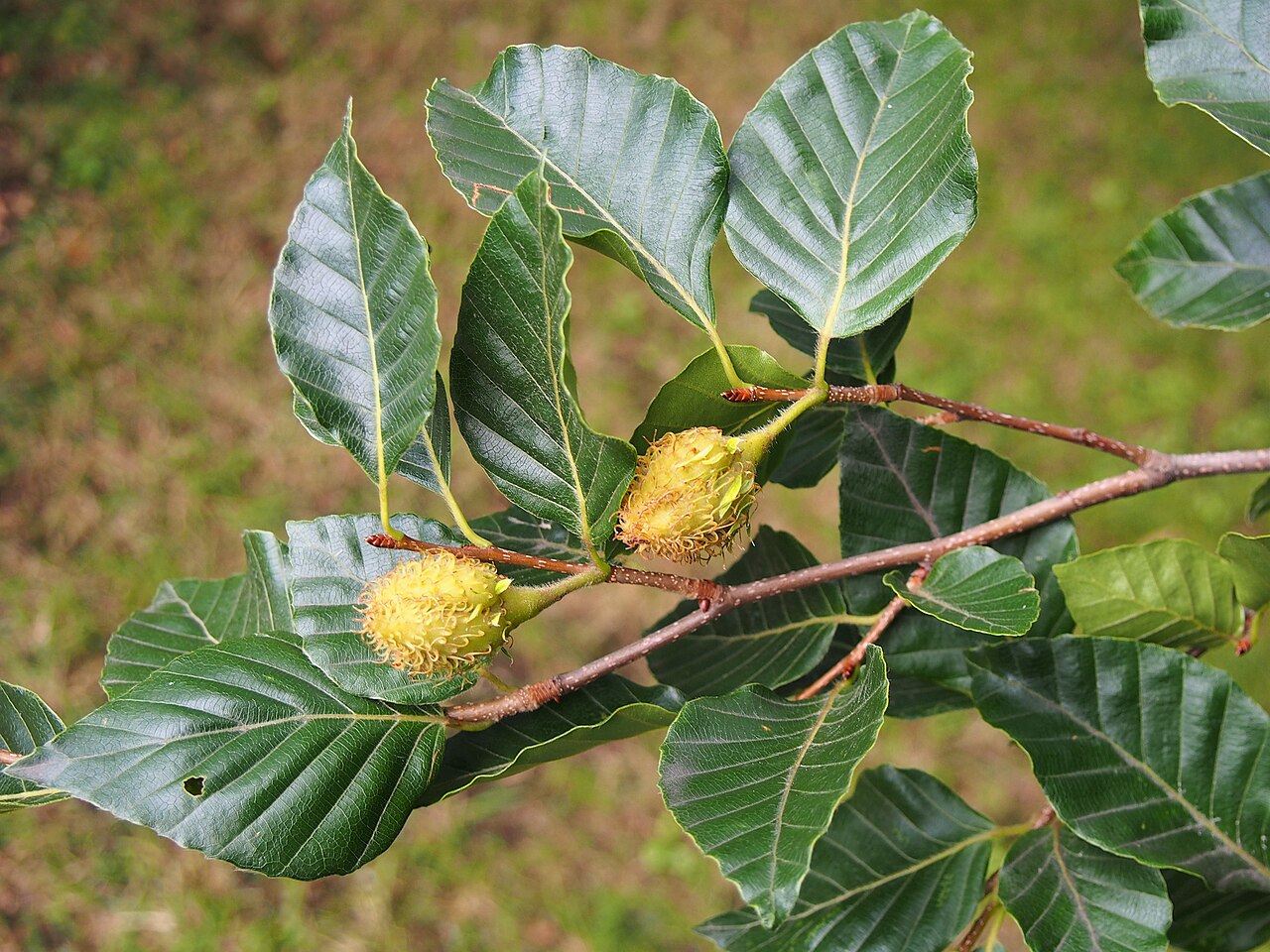 Fagus lucida: Fagus lucida leaves and fruits, tree cultivated in Wrocław University Botanical Garden, Wrocław, Poland.