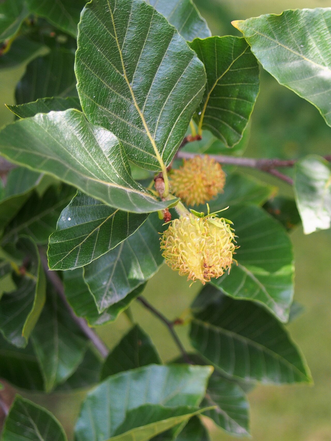 Fagus lucida: Fagus lucida leaves and fruits, tree cultivated in Wrocław University Botanical Garden, Wrocław, Poland.