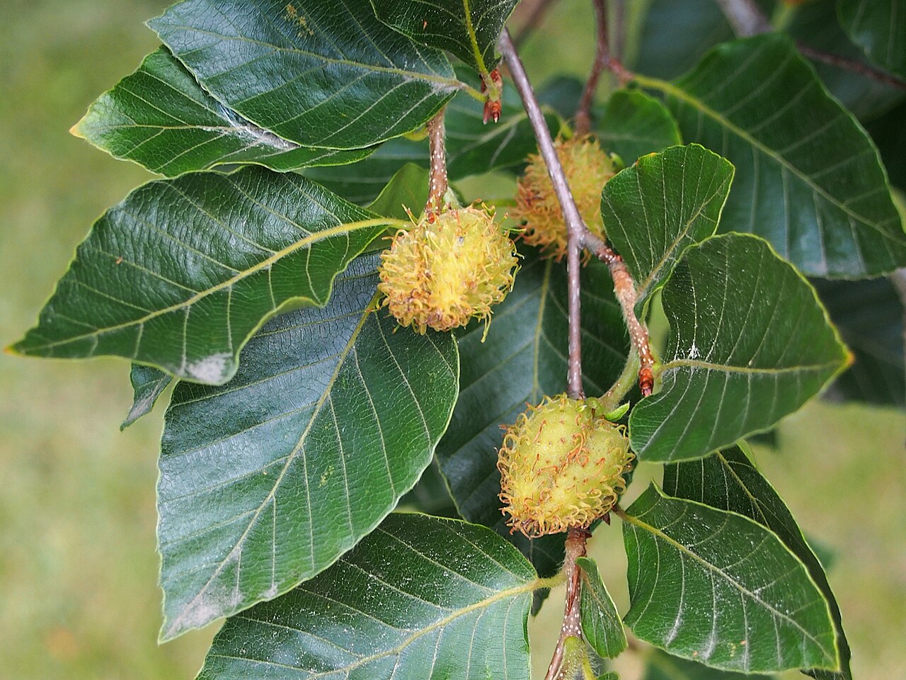 Fagus lucida: Fagus lucida leaves and fruits, tree cultivated in Wrocław University Botanical Garden, Wrocław, Poland.