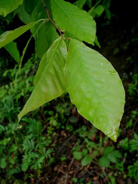 Oriental beech (Fagus orientalis)