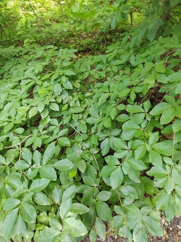 Oriental beech (Fagus orientalis)