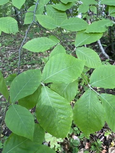 Oriental beech (Fagus orientalis)