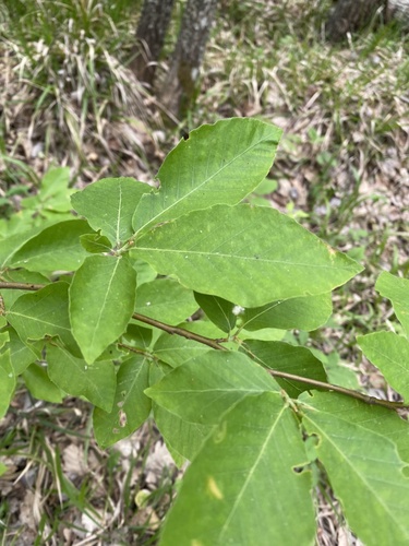 Oriental beech (Fagus orientalis)