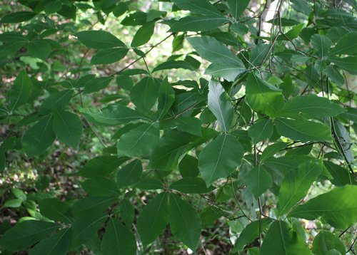 Oriental beech (Fagus orientalis)