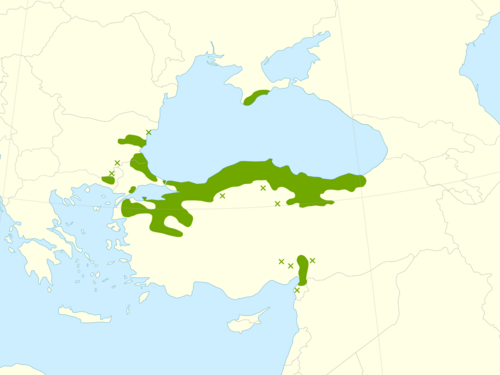 Oriental beech: Distribution map of Fagus orientalis (sensu stricto), updated per taxonomy of Denk et al. 2024. Native continuous range ✖ Native isolated population