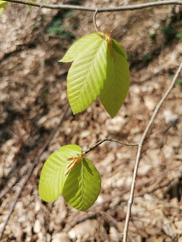 Oriental beech (Fagus orientalis)