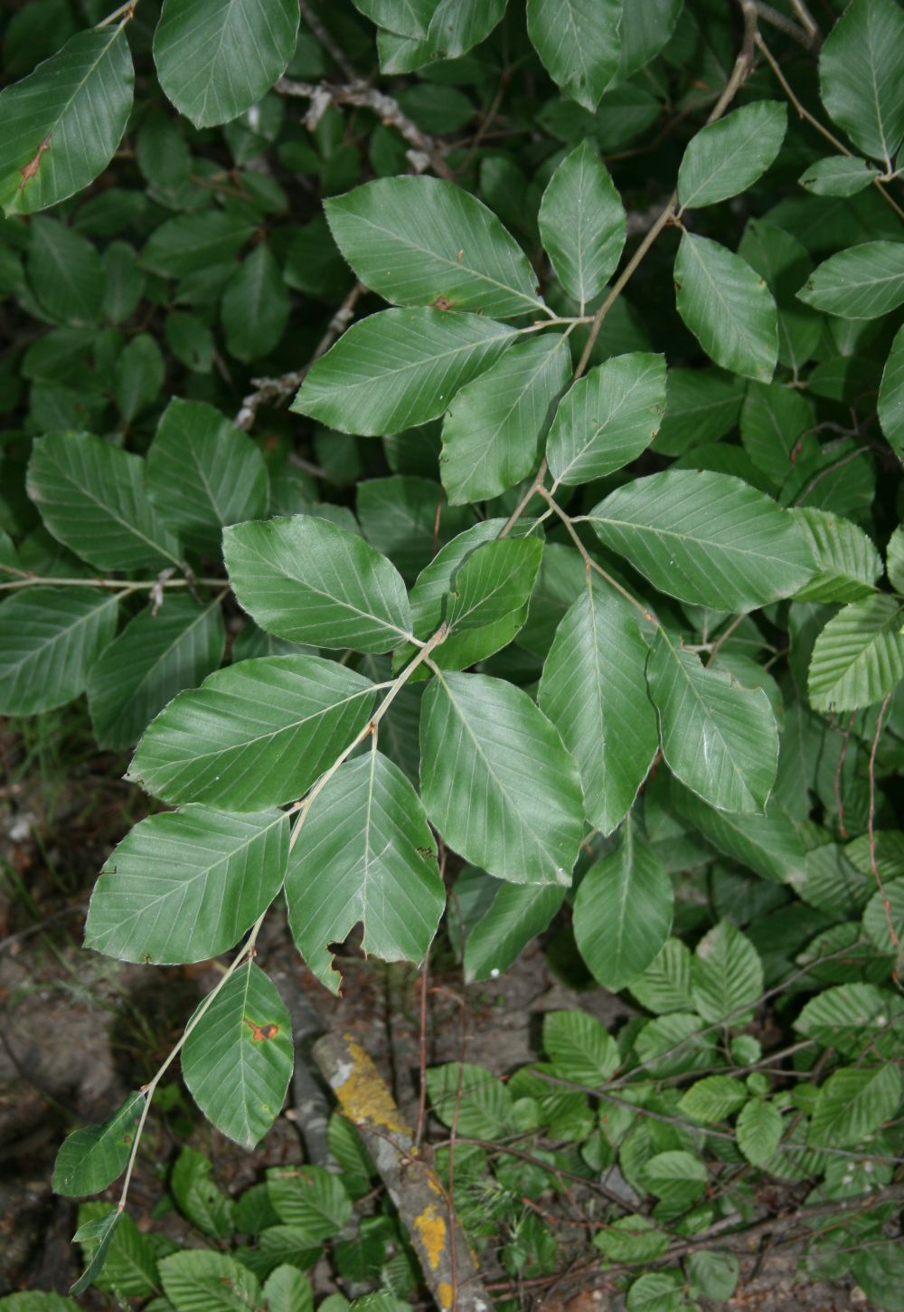Oriental beech: Fagus sylvatica subsp. orientalis (= Fagus orientalis ), Buchengewächse (Fagaceae) - Türkei/Türkiye/Turkey: Prov. Bolu/Bolu ili, SE Karacasu, S Bolu, ca. 880-89