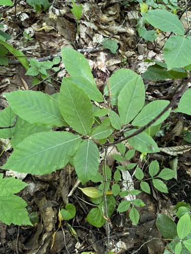 Oriental beech (Fagus orientalis)