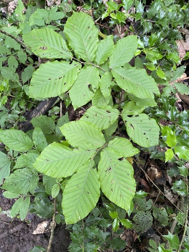 Oriental beech (Fagus orientalis)
