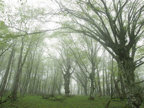 Oriental beech (Fagus orientalis)