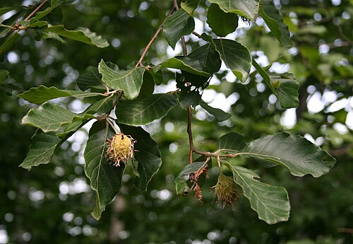Oriental beech: Fagus sylvatica subsp. orientalis (= Fagus orientalis ), Buchengewächse (Fagaceae) - Türkei/Türkiye/Turkey: Prov. Bolu/Bolu ili, SE Karacasu, S Bolu, ca. 880-89