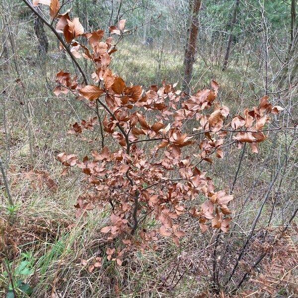 European beech (Fagus sylvatica)
