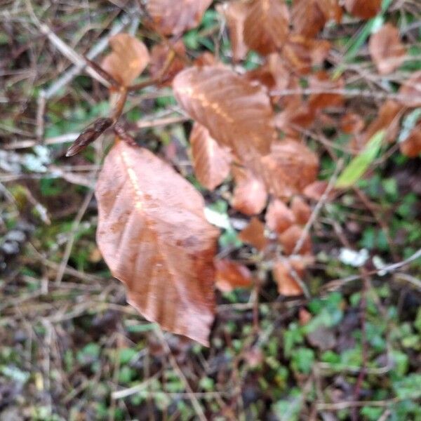 European beech (Fagus sylvatica)