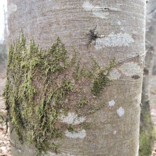 European beech (Fagus sylvatica)