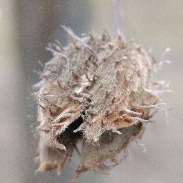 European beech (Fagus sylvatica)