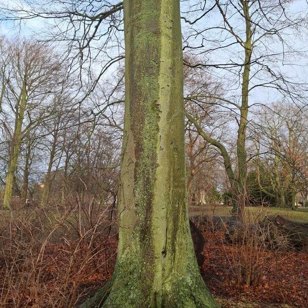 European beech (Fagus sylvatica)