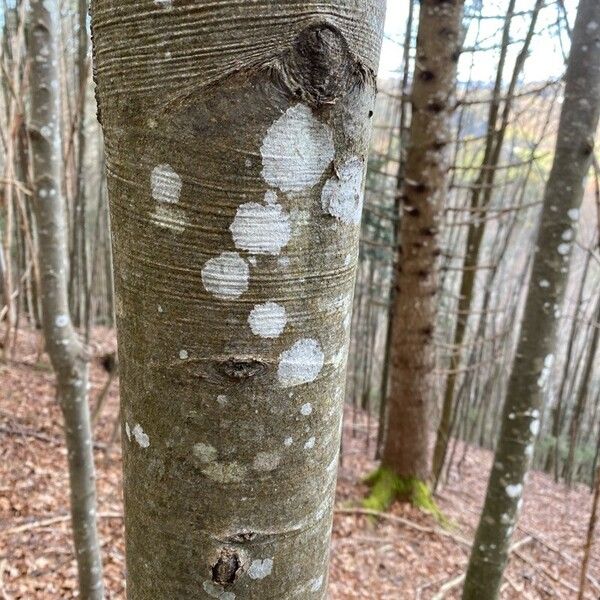 European beech (Fagus sylvatica)