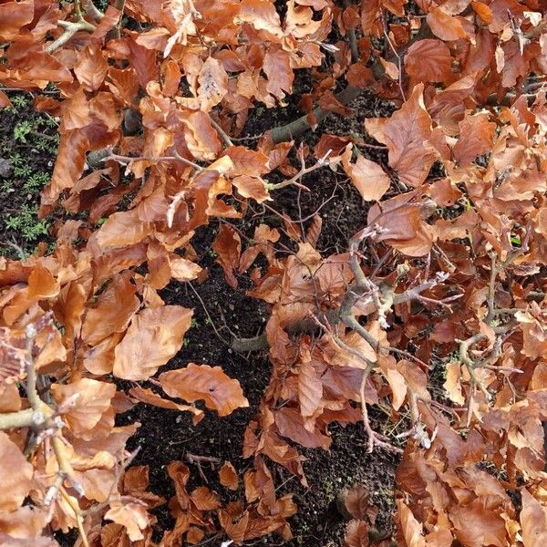 European beech (Fagus sylvatica)