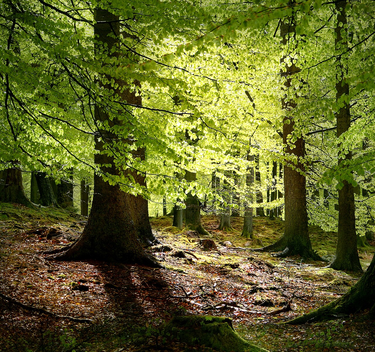European beech: New beech leaves, Gribskov Forest in the northern part of Sealand, Denmark.