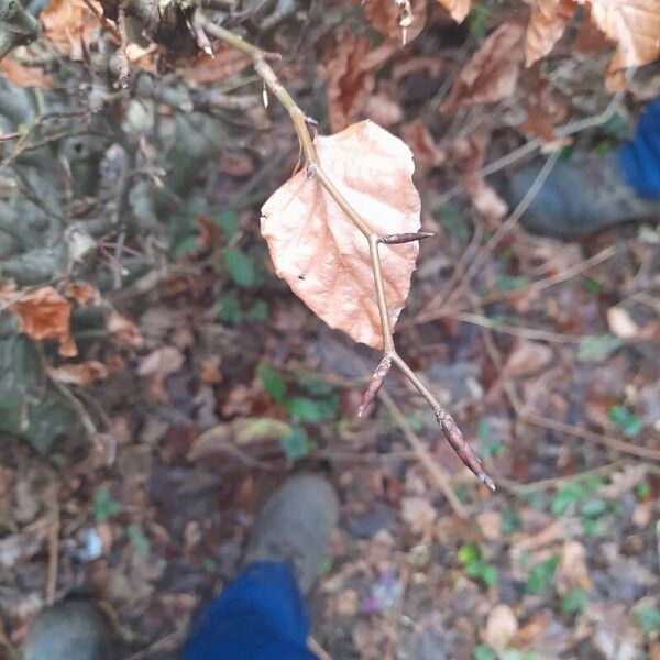 European beech (Fagus sylvatica)