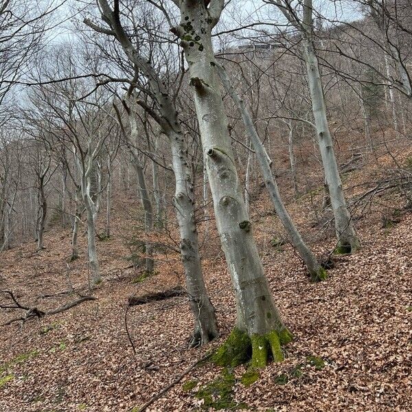 European beech (Fagus sylvatica)