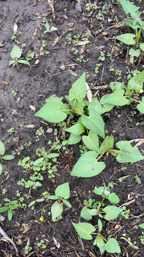 Black bindweed (Fallopia convolvulus)