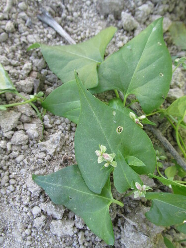 Black bindweed (Fallopia convolvulus)