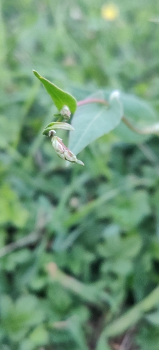 Black bindweed (Fallopia convolvulus)