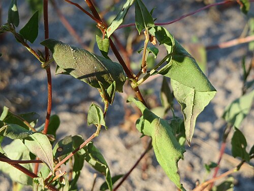 Black bindweed: Windenknöterich ( Fallopia convolvulus ) im Schwetzinger Hardt