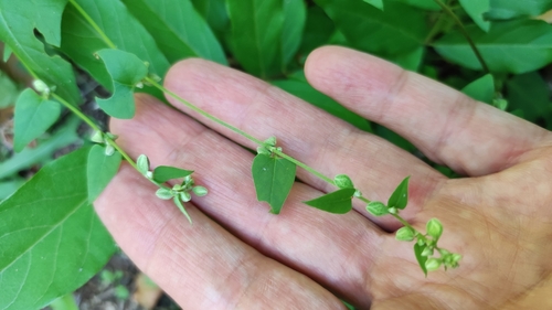 Black bindweed (Fallopia convolvulus)