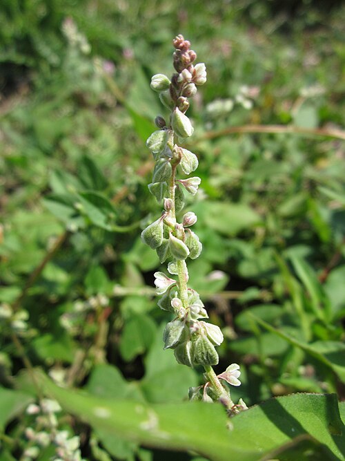 Black bindweed: Windenknöterich ( Fallopia convolvulus ) im Hockenheimer Rheinbogen