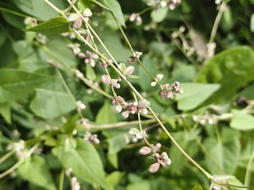 Black bindweed (Fallopia convolvulus)