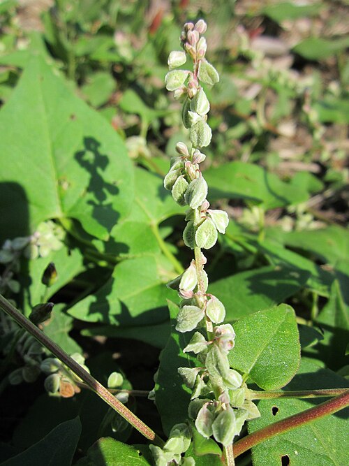 Black bindweed: Windenknöterich ( Fallopia convolvulus ) im Hockenheimer Rheinbogen