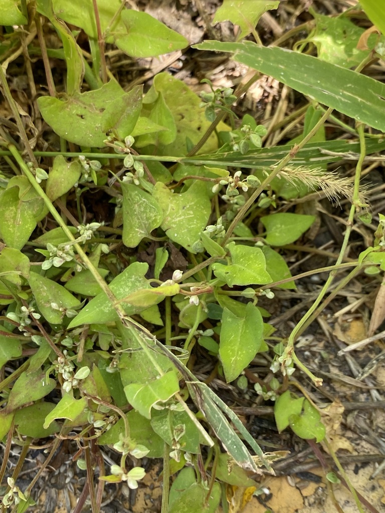 Black bindweed (Fallopia convolvulus)