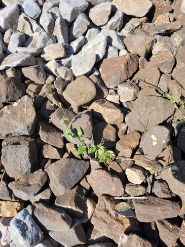 Black bindweed (Fallopia convolvulus)