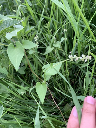 Black bindweed (Fallopia convolvulus)