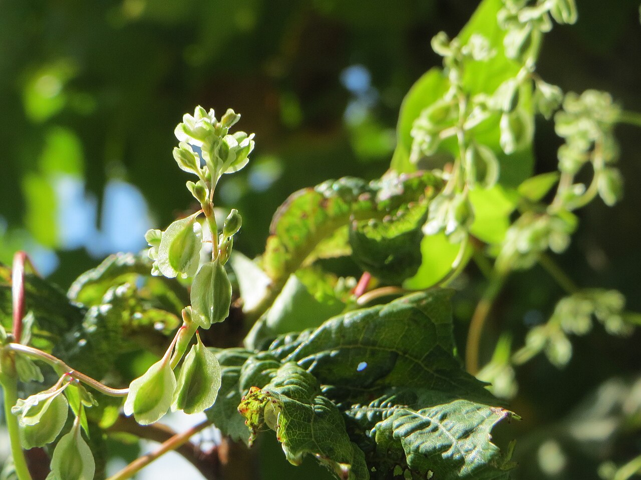 Copse-bindweed: Hecken-Windenknöterich ( Fallopia dumetorum ) am Staden in Saarbrücken